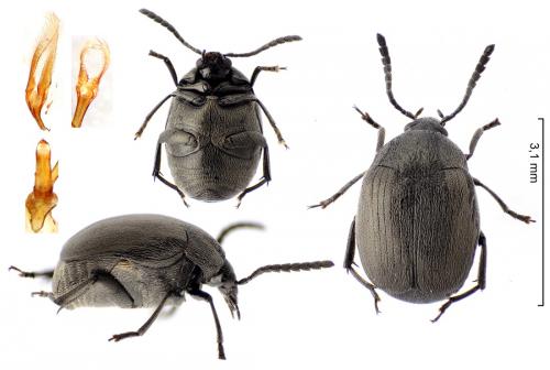 Spermophagus calystegiae